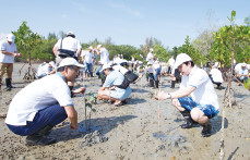 Planting mangroves