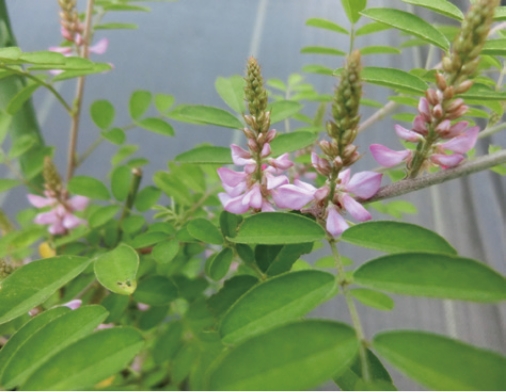Komatsunagi (false indigo)