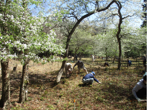 Activities to build piles that mark the seedlings of Inunashi