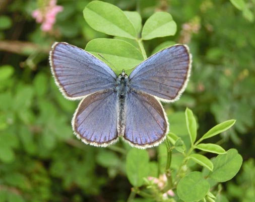 Reverdin's Blue butterfly (adult insect)