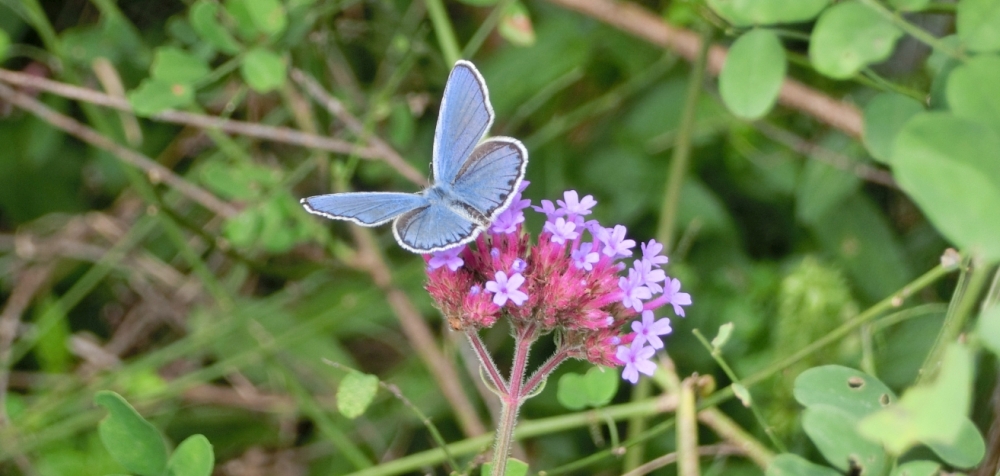 Male 3-voltinism imago perched on a verbena flower.