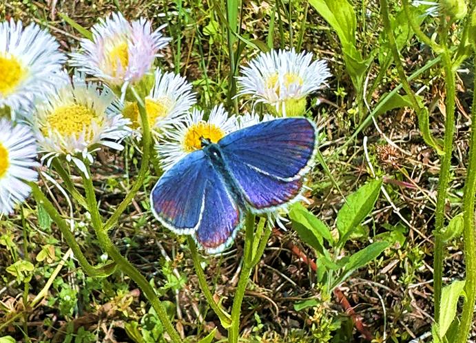 Reverdin’s Blue butterfly (male) sucking nectar from the Erigeron Philadelphicus flower (Nagano Works)