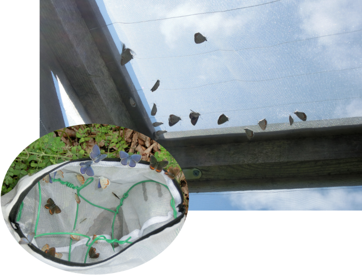 Butterfly conditions in the On-site protected area (Nagano Works)