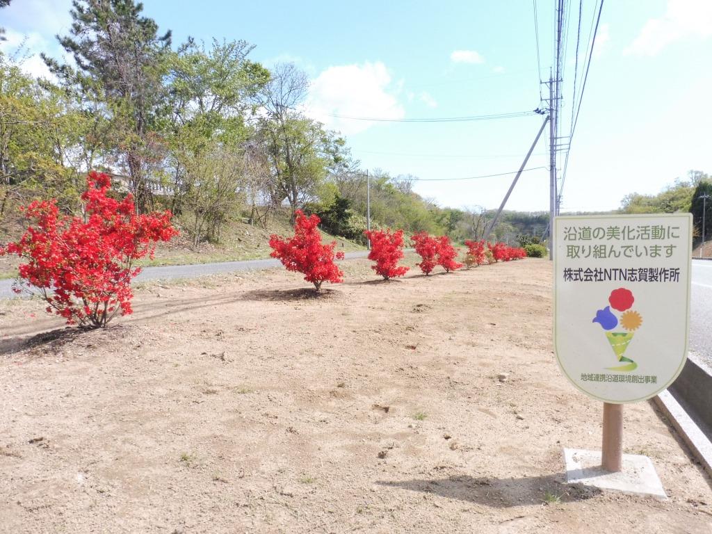 Noto-Kirishima Azaleas planted in the 100-meter section at the works entrance (Shika Corporation)