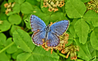 Reverdin's Blue, who emerged in the premise