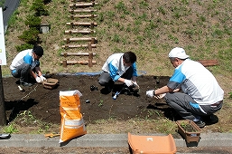 Employees planting larval food plant in protected areas
