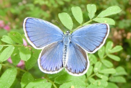 Photo:Male Reverdin's Blue observed on September 11 this year